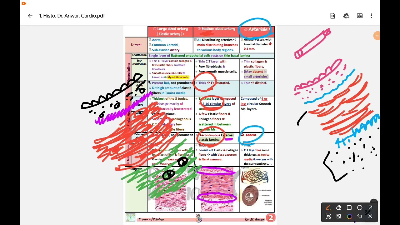 Histology 🔬 Dr. Anwar 🔬 Cardio-vacular  System