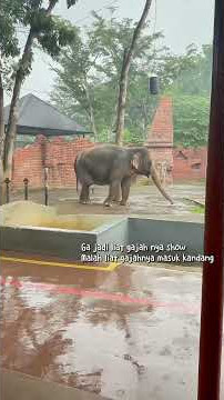 Sedia payung sebelum hujan #zoo #solo #solosafari #seefluencer