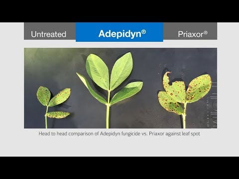 A New Standard In Leaf Spot Control With Miravis