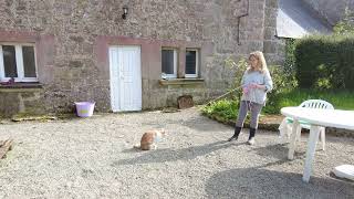 Cats Millie &amp; Polly, Côtes d&#39;Armor, Brittany, France 22nd April 2024 #4K #cats