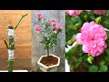 Cách ghép hoa hồng mini thành chậu siêu đẹp | Rose transplant