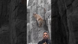 Qari hamid ali zada surah al takwir | beautiful Quran recitation| hub of bayan