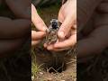 Inside a Wild Mouse Colony | Mounted POV