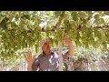 افضل الطرق لتربية العنب . How To Grow Grapes In Your Garden