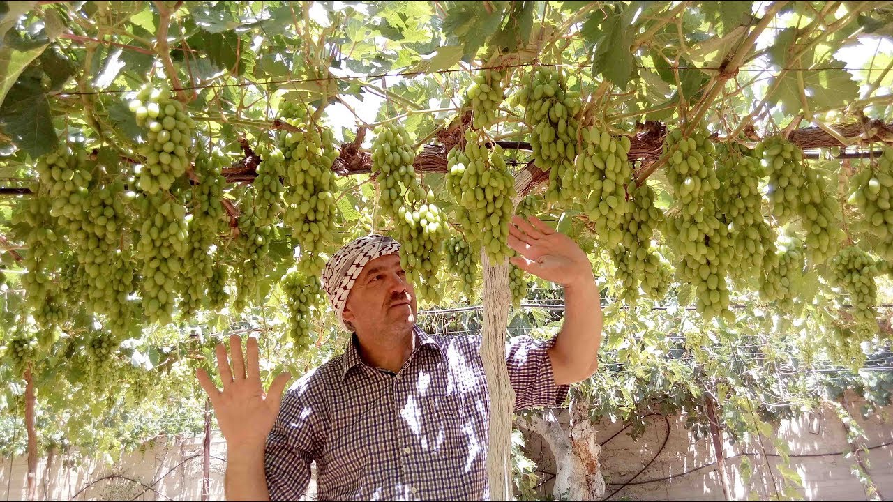 افضل الطرق لتربية العنب . How To Grow Grapes In Your Garden