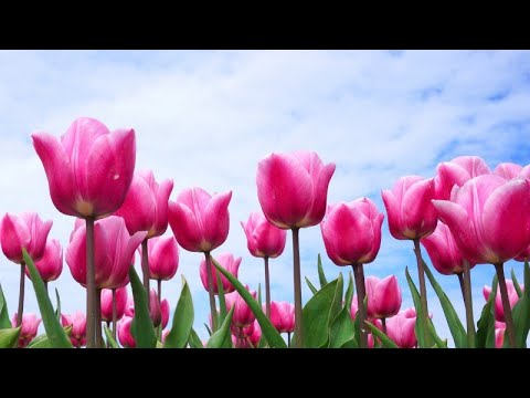 Video: Tulips Are Spring Beauties