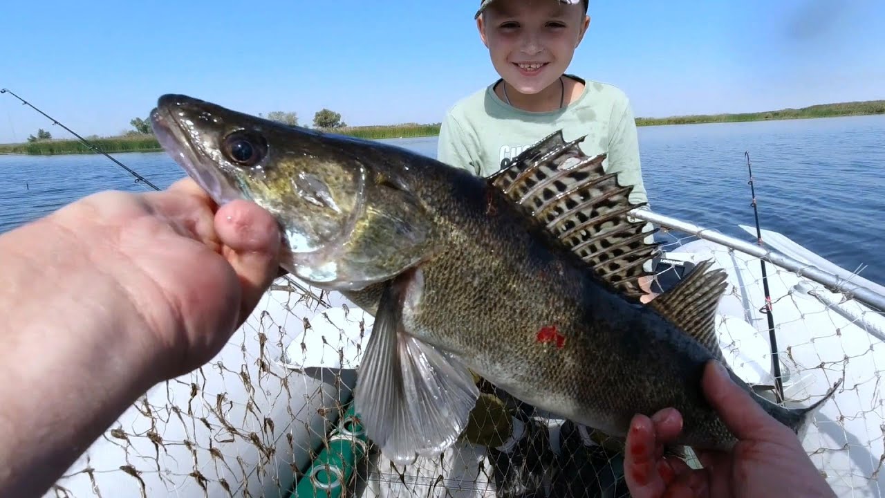 Rapala X-Rap Jointed Shad. Ловил щуку, а поймал судака.