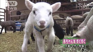 赤ちゃん羊すくすく成長中　千葉・マザー牧場(16/03/07)