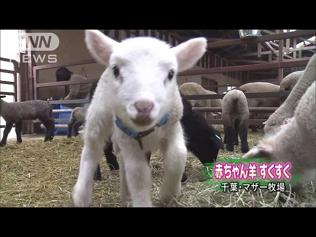 羊のママ 緊急決定】赤ちゃん羊の“かわいいあのシーン”を期間限定披露
