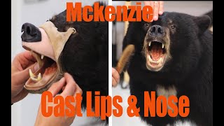 Black bear Taxidermy, How to use Mckenzie cast lip/nose system. Art of Taxidermy screenshot 3