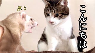 A ferret comes to a house with eight cats!!! - YouTube