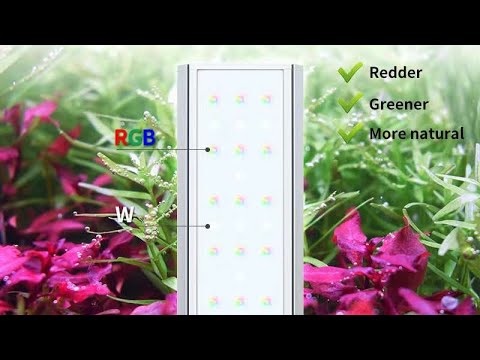 Review đèn Week