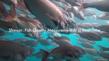 Shinsor   Fish Quality Measurement AI in Real Time