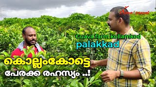 Kollamkodu perakka guava vegetables fram setharamkund keshavetan tea shop malayalam vloge palakkad