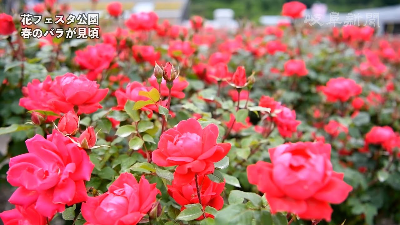 香るオアシス ローズテラス 世界最大級のバラ園 花フェスタ公園 岐阜新聞web