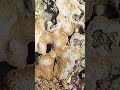 Encrusting coral Playa del Carmen Mexico tropical Caribbean Sea tidal pool beach life #nature #wild