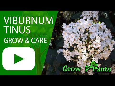 Video: Paano Gamitin Ang Viburnum