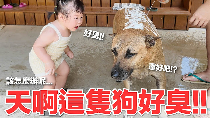 【好味小姐】天啊這隻狗好臭！！該怎麼辦呢...｜好味貓日常234