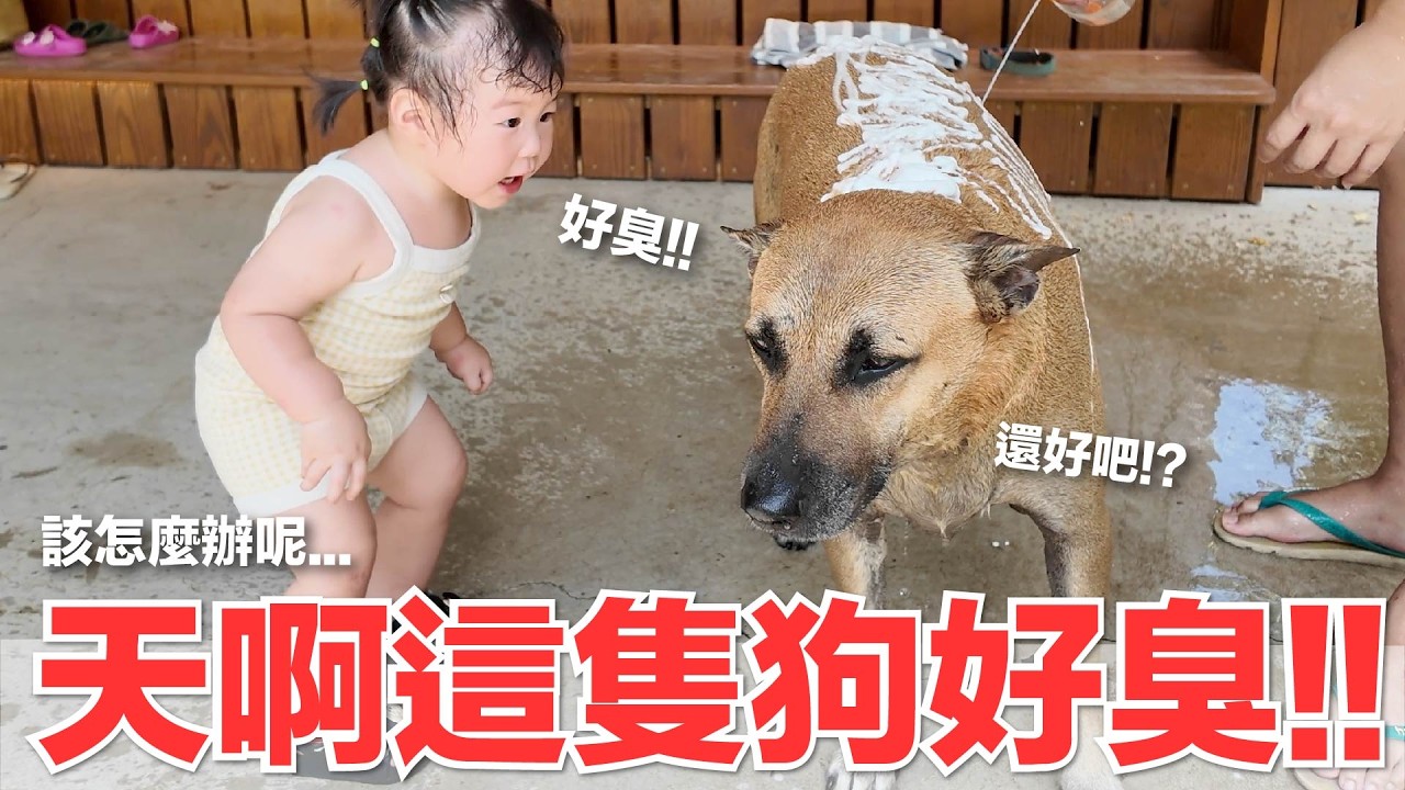 【好味小姐】天啊這隻狗好臭！！該怎麼辦呢...｜好味貓日常234