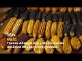 Maíz: Tesoro Alimenticio y Medicinal de América Desde la Antigüedad - TvAgro por Juan Gonzalo Angel