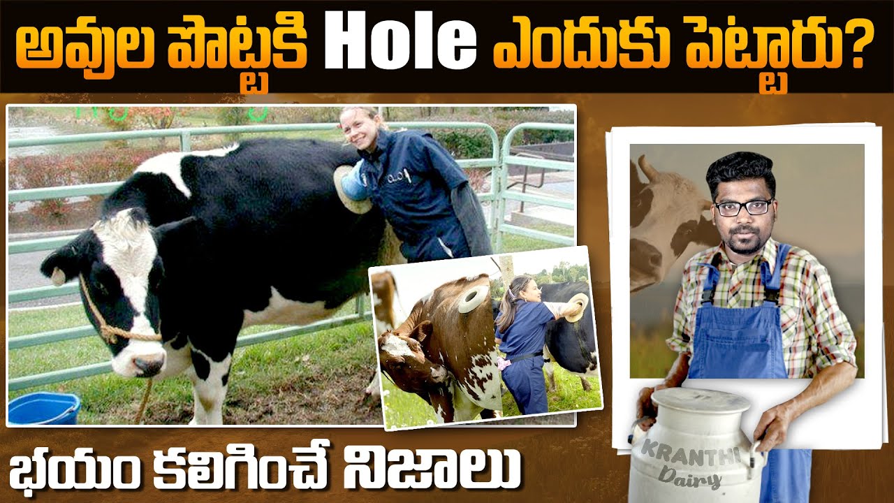 WHY THESE COWS STOMACHS HAVE HOLES | TOP 12 INTERESTING AND WEIRD FACTS