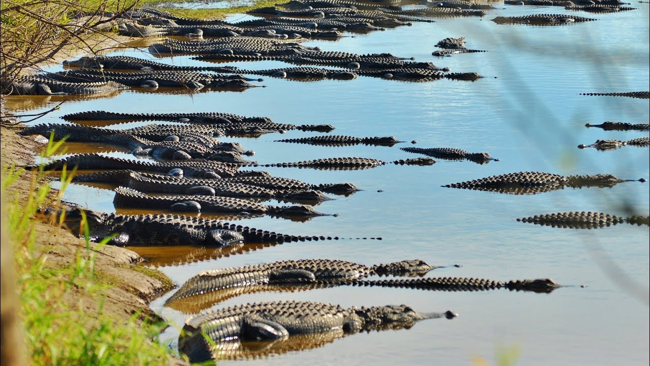 hundreds of alligators live here YouTube