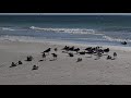 🌴 Lido Beach Sarasota Florida 🌴 Beach Waves, Birds &amp; Driving By Million Dollar Homes