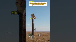 POV : Moi dans la même situation que dans le film Fall #filmfall #drole #catmemes #pov