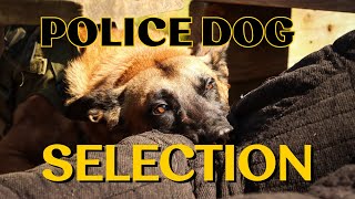 How We Do Police Dog Selection