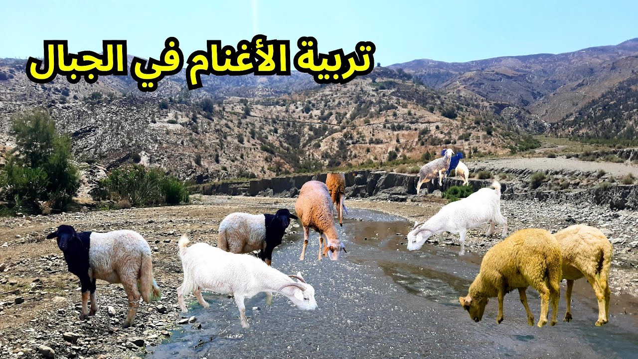 تربية الأغنام والمعز في جبال أيت وياغر من واد غيس إلى أعلى جبال الريف #نواحي_الحسيمة