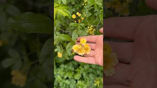 Banksiae Lutea Lady Banks Rose On Cottage Flowering In April #bankslutea #rose #gardening