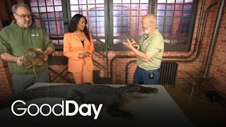 We're getting a preview of the Sacramento reptile Show!