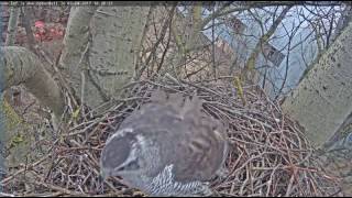 Goshawk Riga 2017-04-03 Margo Away 1828