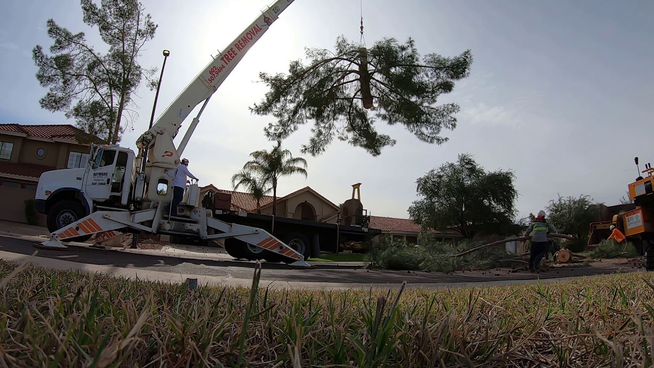 12,000lb Pine Tree Removal With Crane 4000lb Picks - YouTube