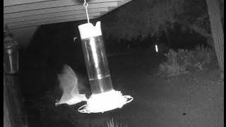 Desert Trail Cam, September 2023 - Nectar-feeding bats, swarm of hummingbirds, and a one-eyed coyote