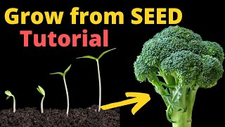 HOW TO Grow UNLIMITED Broccoli from FROM SEED