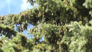 8/7/2015 pine cone throwing squirrel two