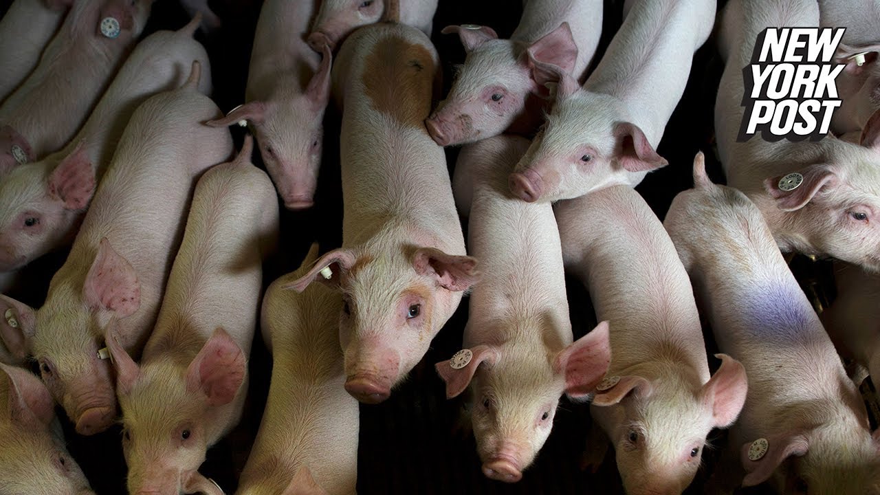 ny post mets The horrifying reason pigs are dying in record numbers
