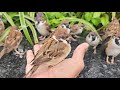 雨の日の何気ない幸せのひととき　【すずめ日記】
