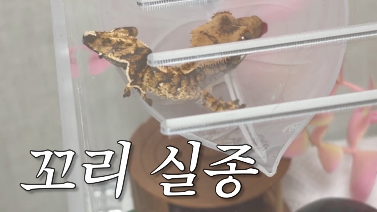 우리 애 꼬리 어디갔어