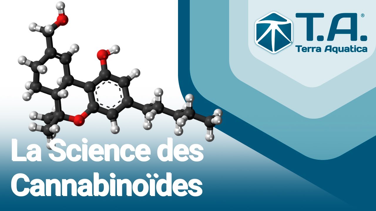 La Science des Cannabinoïdes