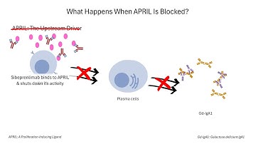 Sibeprenlimab: Mechanism of Action Explained | 1st FDA-Approved APRIL Inhibitor for IgA Nephropathy