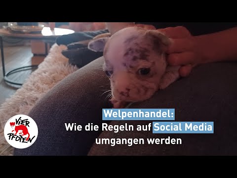 Welpenhandel: Bewusste Missachtung der Social Media-Richtlinien | VIER PFOTEN