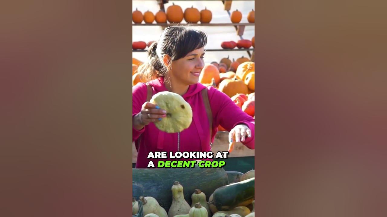 2024 Corn Price Prediction YouTube