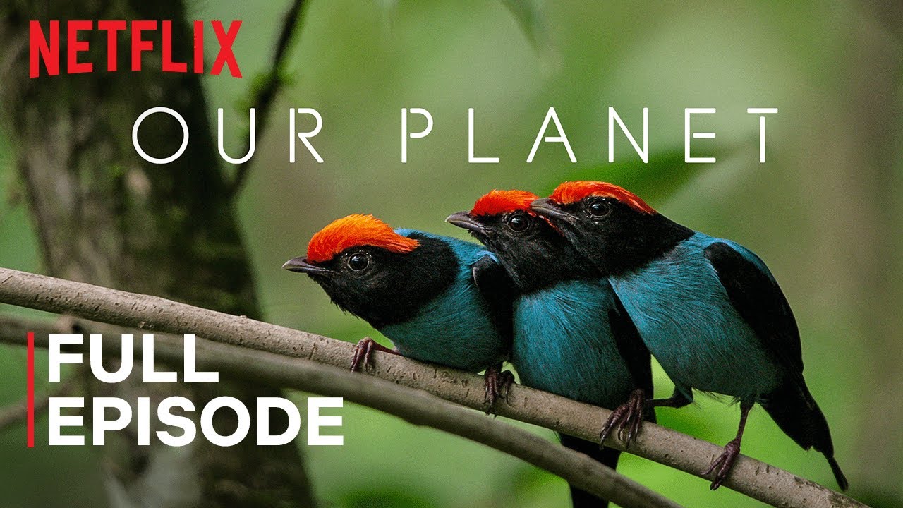 Our Planet | One Planet | FULL EPISODE | Netflix - Netflix