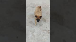 #sant balk h yo to #funny #comedy 🫀🫀🫀🌍🌍🌍💕💕💕💕🐕🐕🐕🐕🐕🐕🫂🫂🫂🫂🌍🌍🌍
