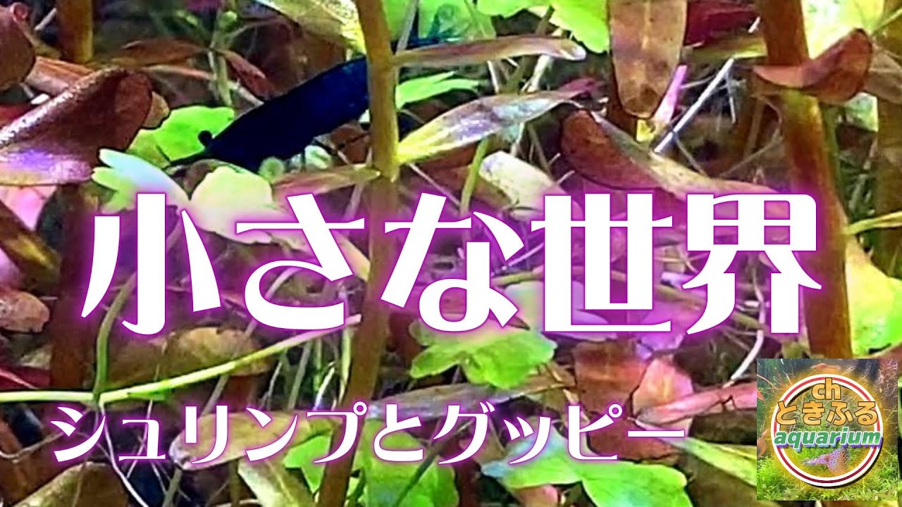 グッピー水槽と放置シュリンプ水槽のトリミング #ダークブルー 