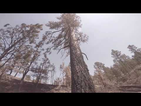 Vet Crew Lodgepole Complex