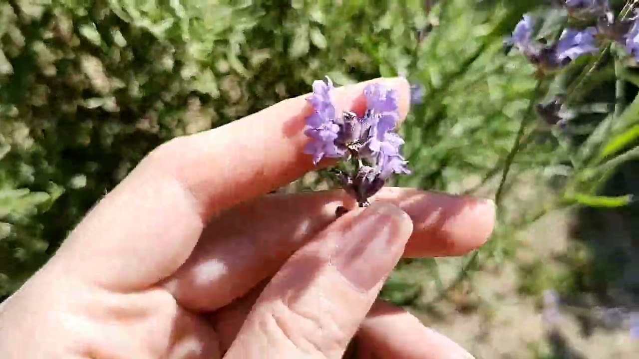 Когда срезать цветы лаванды? Советы по срезу лаванды.