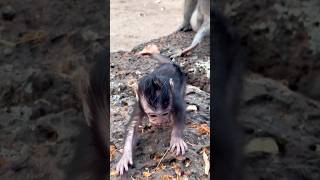 Dimitri walks very impressive! 💫💫 #shorts #babymonkey #training